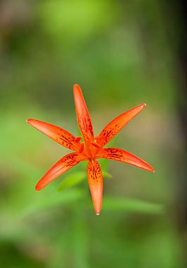 位圖 植物攝影 寫實(shí)花卉 花朵 百合 免費(fèi)素材