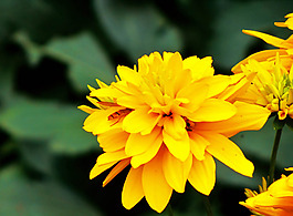 位圖 植物攝影 寫實(shí)花卉 花朵 菊花 免費(fèi)素材
