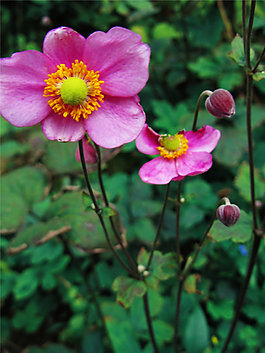 位圖 植物攝影 寫(xiě)實(shí)花卉 花朵 野花 免費(fèi)素材
