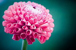 位圖 植物攝影 寫(xiě)實(shí)花卉 花朵 野花 免費(fèi)素材