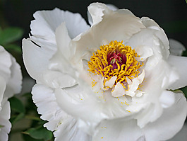 位圖 植物攝影 寫實(shí)花卉 花朵 免費(fèi)素材