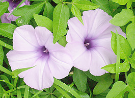 花