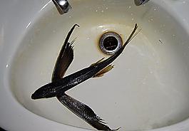 大西洋魚圖片