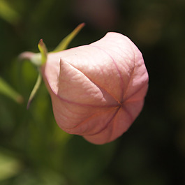 位圖 植物攝影 寫實(shí)花卉 花朵 數(shù)碼照片 免費(fèi)素材