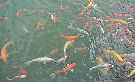 小魚兒圖片