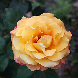 位圖 植物攝影 寫實(shí)花卉 花朵 數(shù)碼照片 免費(fèi)素材
