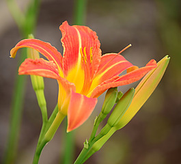 位圖 植物攝影 寫實(shí)花卉 花朵 百合 免費(fèi)素材
