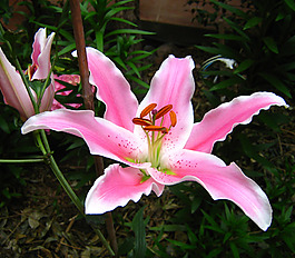 位圖 植物攝影 寫實(shí)花卉 花朵 百合 免費(fèi)素材