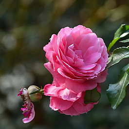 位圖 植物攝影 寫(xiě)實(shí)花卉 花朵 數(shù)碼照片 免費(fèi)素材