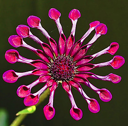 位圖 植物攝影 寫實(shí)花卉 花朵 數(shù)碼照片 免費(fèi)素材