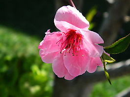 位圖 寫實花卉 植物攝影 花卉 花朵 免費素材