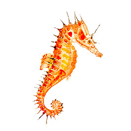 位圖 插畫 時(shí)尚插畫 動(dòng)物插畫 藝術(shù)效果 免費(fèi)素材