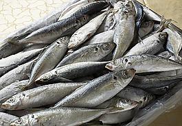 巴郎魚圖片