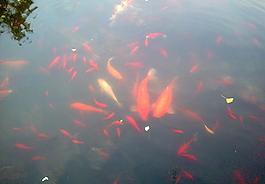 植物園 喂食 金魚圖片