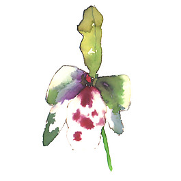 位圖 植物 寫意花卉 花朵 免費素材