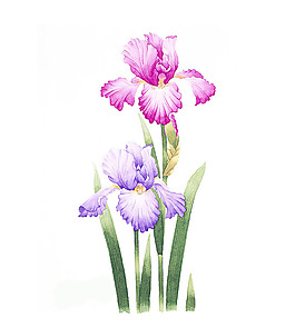 位圖 寫意花卉 藝術效果 水彩 花卉 免費素材