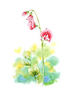 位圖 寫意花卉 藝術效果 水彩 花卉 免費素材