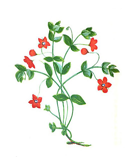 位圖 寫意花卉 藝術效果 水彩 花卉 免費素材