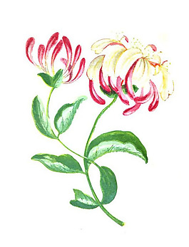 位圖 寫意花卉 藝術效果 水彩 花卉 免費素材