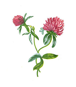 位圖 寫意花卉 藝術效果 水彩 花卉 免費素材