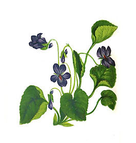 位圖 寫意花卉 藝術效果 水彩 花卉 免費素材