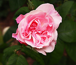 位圖 植物攝影 寫實(shí)花卉 花朵 數(shù)碼照片 免費(fèi)素材