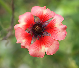 位圖 植物攝影 寫實(shí)花卉 花朵 數(shù)碼照片 免費(fèi)素材