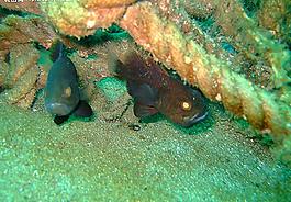 深海魚圖片