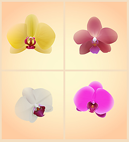 蝴蝶蘭花瓣