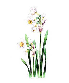 位图 插画 插画师 茨木祥之 日本 免费素材