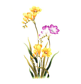 位图 插画 插画师 茨木祥之 日本 免费素材