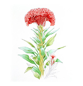 位图 插画 插画师 茨木祥之 日本 免费素材