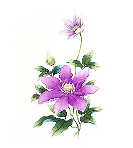 位图 插画 插画师 茨木祥之 日本 免费素材