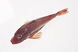 暗斑錦魚圖片