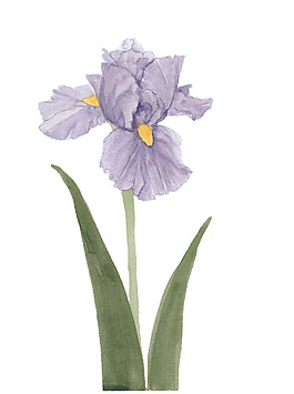 位圖 植物 寫意花卉 花朵 鳶尾 免費(fèi)素材