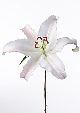 位圖 寫實(shí)花卉 植物攝影 花卉 花朵 免費(fèi)素材