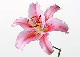 位圖 寫(xiě)實(shí)花卉 植物攝影 花卉 花朵 免費(fèi)素材