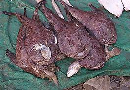 安康魚圖片