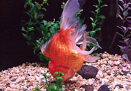 金魚圖片