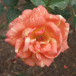 位圖 植物攝影 寫(xiě)實(shí)花卉 花朵 玫瑰 免費(fèi)素材