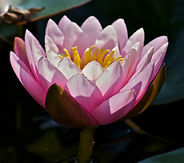 位圖 植物攝影 寫(xiě)實(shí)花卉 花朵 蓮花 免費(fèi)素材