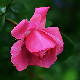 位圖 植物攝影 寫實(shí)花卉 花朵 玫瑰 免費(fèi)素材