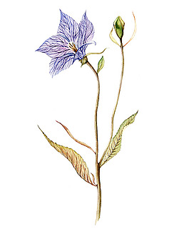 位圖 植物 寫意花卉 花朵 免費素材