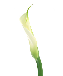 位圖 寫(xiě)實(shí)花卉 植物攝影 花卉 花朵 免費(fèi)素材