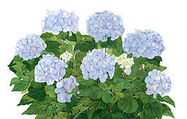 位圖 植物 寫意花卉 花朵 免費素材