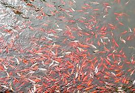 紅魚圖片