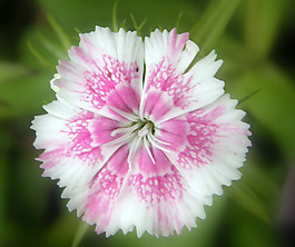 位圖 植物攝影 寫實(shí)花卉 花朵 數(shù)碼照片 免費(fèi)素材