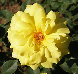 位圖 植物攝影 寫實(shí)花卉 花朵 數(shù)碼照片 免費(fèi)素材