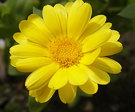 位圖 植物攝影 寫實(shí)花卉 花朵 菊花 免費(fèi)素材