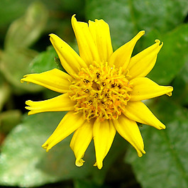 位圖 植物攝影 寫實(shí)花卉 花朵 菊花 免費(fèi)素材